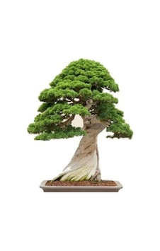 Okaliptüs Bonzai Ağacı Tohumu 5 Adet Bonsai Ağacı Tohumu