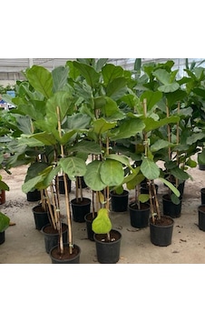 Keman Yapraklı Kauçuk Bitkisi 'ficus Lyrata' 100cm Keman Yapraklı Kauçuk Bitkisi 'ficus Lyrata' 100cm