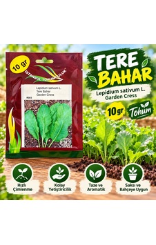 Tere Bahar Tohumu 10 Gr İstanbul Tohumculuk Tere Bahar Tohumu 10 Gr İstanbul Tohumculuk