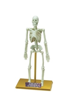 Ayrex İnsan İskeleti Bilim Seti Ayrex İnsan İskeleti Bilim Seti