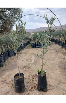2 Adet Gemlik Trilye Zeytin Fidanı 2 Adet Gemlik Trilye Zeytin Fidanı