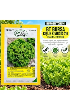 Bürgen Tohum Bt Bursa Kışlık Kıvırcık 016 Marul Tohumu 10 Gr Bürgen Tohum Bt Bursa Kışlık Kıvırcık 016 Marul Tohumu 10 Gr