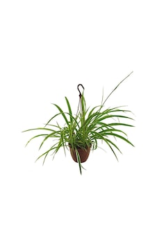 Chlorophytum - Kurdele Çiçeği (19 Cm Saksıda)