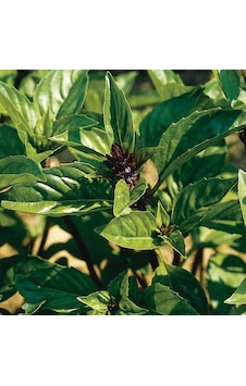 Aromatik Tarçın Kokulu Fesleğen Tohumu 250 Tohum Aromatik Tarçın Kokulu Fesleğen Tohumu 250 Tohum