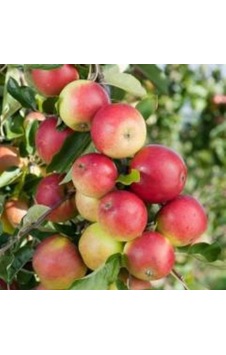 Mutlu Paket Tüplü Aşılı Tam Bodur Aromalı Amasya Misket Elma Fidanı Mutlu Paket Tüplü Aşılı Tam Bodur Aromalı Amasya Misket Elma Fidanı