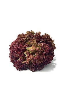 SimaGRo Kırmızı Kıvırcık Marul Tohumu 5GR 1 Paket SimaGRo Kırmızı Kıvırcık Marul Tohumu 5GR 1 Paket