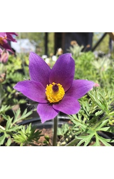 Violet Pulsatilla Vulgaris Dağ Lalesi Çiçeği Tohumu 5 Tohum Violet Pulsatilla Vulgaris Dağ Lalesi Çiçeği Tohumu 5 Tohum