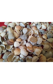 Deniz Kabuğu 50 Adet Deniz Kabukları 2-3 Cm Deniz Kabuğu Deniz Kabuğu 50 Adet Deniz Kabukları 2-3 Cm Deniz Kabuğu