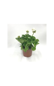 Kutup Beyazı Sardunya Çiçeği Fidesi 10-20 Cm Kutup Beyazı Sardunya Çiçeği Fidesi 10-20 Cm
