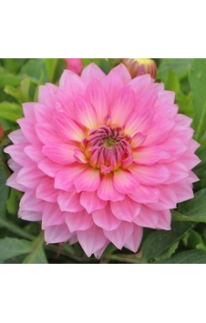 Dahlia Çiç Ek Tohumu Pembe 5 Adet Dahlia Çiç Ek Tohumu Pembe 5 Adet