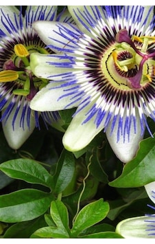 Tohumculuk Çarkıfelek Çiçeği, Passiflora Tohumu / 5 Adet Tohum Tohumculuk Çarkıfelek Çiçeği, Passiflora Tohumu / 5 Adet Tohum