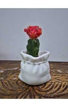 Dekoratif Saksı Çiçek -