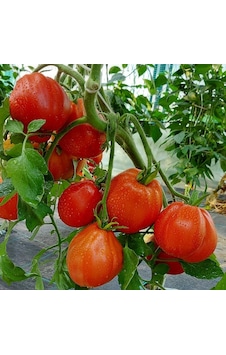 İtalian Red Pear Armut Domatesi Domates Tohumu -15 Tohum İtalian Red Pear Armut Domatesi Domates Tohumu -15 Tohum