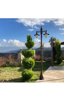 TÜPLÜ LİMONİ SERVİ FİDANI BOY 60-80CM