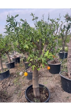 Saksıda 15 Yaş Yetişkin Mayer Limon Ağacı Boy 170 Cm+ Saksıda 15 Yaş Yetişkin Mayer Limon Ağacı Boy 170 Cm+