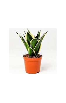 Paşa Kılıcı Peygamber Kılıcı Çiçeği Fidanı 10-20 Cm Paşa Kılıcı Peygamber Kılıcı Çiçeği Fidanı 10-20 Cm
