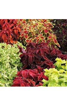 Mutlu Paket Karışık Renkli Kolyos Coleus Yaprak Güzeli Çiçeği Tohumu 100 Tohum Sku: Smgstk0770820cc4 Acı Kahverengi