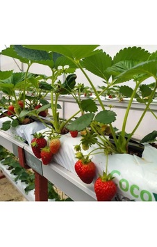 Topraksız Market Çilek İçin Cocopeat Topraksız Market Çilek İçin Cocopeat
