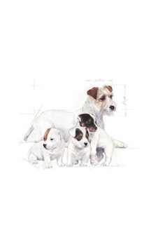 Royal Canin Baby Dog Milk Yavru Köpek Süt Tozu 400 Gr Royal Canin Baby Dog Milk Yavru Köpek Süt Tozu 400 Gr
