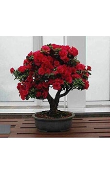 Bodur Kırmızı Gül Bonzai Ağacı Tohumu 5 Adet Tohum Bonsai Ağacı Tohumu Bodur Kırmızı Gül Bonzai Ağacı Tohumu 5 Adet Tohum Bonsai Ağacı Tohumu