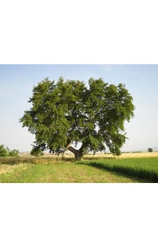 Tüplü Çınar Ağacı (Platanus Orientalis) Fidanı (200-300 cm) Tüplü Çınar Ağacı (Platanus Orientalis) Fidanı (200-300 cm)