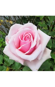 Princess Gül Fidanı - Pembe/Beyaz Princess Gül Fidanı - Pembe/Beyaz