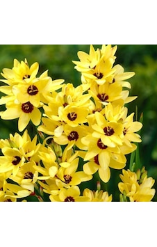 Mısır Zambağı Gelin Soğanı Çiçeği Yellow Emperor Ixia Çiçeği Soğanı 10 Adet Mısır Zambağı Gelin Soğanı Çiçeği Yellow Emperor Ixia Çiçeği Soğanı 10 Adet