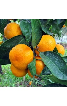 Tüplü Aşılı Yarı Bodur Yöresel Kokulu Bodrum Mandalina Fidanı Tüplü Aşılı Yarı Bodur Yöresel Kokulu Bodrum Mandalina Fidanı