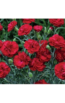 Crimson Karanfil Çiçeği Tohumu 70 Adet Crimson Karanfil Çiçeği Tohumu 70 Adet
