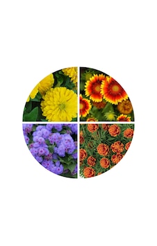 Günbatımı Çiçek Tohumu Seti 4 Parça Günbatımı Çiçek Tohumu Seti 4 Parça