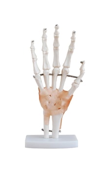 Ligamentli El Eklemi Modeli Ligamentli El Eklemi Modeli