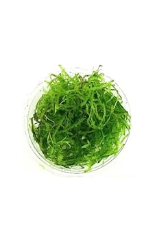Vesicularia Dubyana Java Moss Cup Canlı Bitki 57150343 Vesicularia Dubyana Java Moss Cup Canlı Bitki 57150343