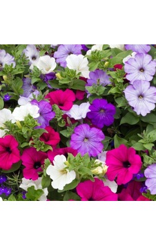 Petunya Tohumu Yerli Petunia 100 Adet N112950 Petunya Tohumu Yerli Petunia 100 Adet N112950