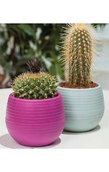 Bitki Ve Kaktüs Saksısı 0,13 Lt 1 No Royaleks-es01 1