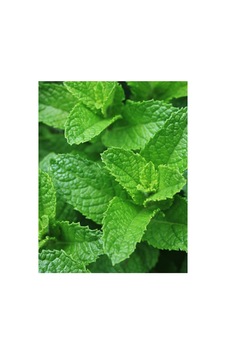 Agrodal Tarım Ata Tohumu Yerli Anadolu Nanesi 0.1 Gram Tohum Sku: Smgstk608f2e2c73 Açık Gri Agrodal Tarım Ata Tohumu Yerli Anadolu Nanesi 0.1 Gram Tohum Sku: Smgstk608f2e2c73 Açık Gri