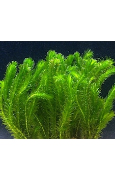 Ada Akvaryum Bitkisi Elodea Densa 5 Dal 20-25 CM