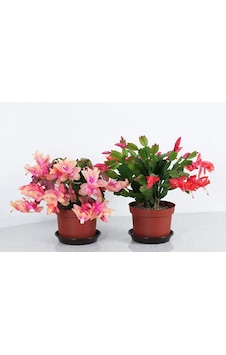 Thebestonline Schlumbergera - Yılbaşı Çiçeği 2 Adet Thebestonline Schlumbergera - Yılbaşı Çiçeği 2 Adet