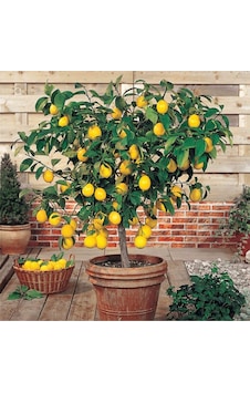Bodur Yediveren Limon Ağacı Tohumu Bodur Yediveren Limon Ağacı Tohumu