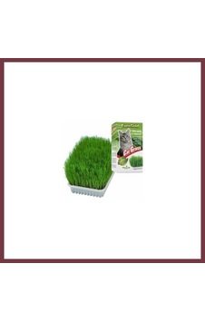 Storeşahin Cat Grass Kedi Çimi Shn0720