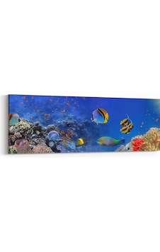 Olla 180x60 Cm 12144yı Akvaryum / Balık Görseli Yatay İnce Kanvas Tablo Olla 180x60 Cm 12144yı Akvaryum / Balık Görseli Yatay İnce Kanvas Tablo