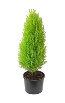 Servi Limon Ağacı Tohumu 20 Adet Tohum + ToHum Servi Limon Ağacı Tohumu 20 Adet Tohum + ToHum