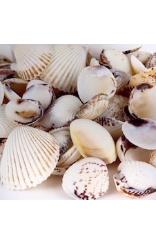 Tahtakale Toptancı Tiger Clam Kiloluk Deniz Kabuğu 1 Kg