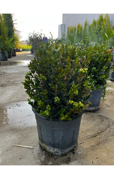 Şimşir - Buxus Sempervirens Şimşir - Buxus Sempervirens