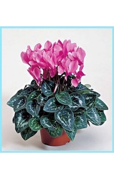 Canlı Pembe Sıklamen Çiçeği Canlı Pembe Sıklamen Çiçeği
