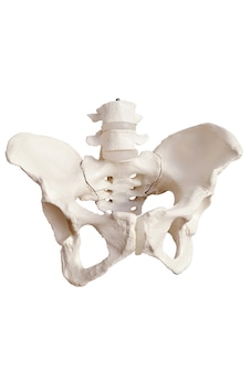 Kadın Pelvis Maketi - Kadın Pelvisi 01 Kadın Pelvis Maketi - Kadın Pelvisi 01