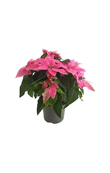 Ponsetya Açık Pembe - Atatürk Çiçeği 12 Cm Saksıda Ponsetya Açık Pembe - Atatürk Çiçeği 12 Cm Saksıda