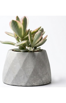 Zevli Ateliera El Yapımı Beton Saksı + Canlı Sukulent & Kaktüs Koleksiyonu Gri Geo Saksılı Rainbow Jade Para Çiçeği Zevli Ateliera El Yapımı Beton Saksı + Canlı Sukulent & Kaktüs Koleksiyonu Gri Geo Saksılı Rainbow Jade Para Çiçeği