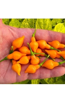 Geleneksel Doğal Cabacinha Laranja Acı Biber Tohumu 10 Adet Geleneksel Doğal Cabacinha Laranja Acı Biber Tohumu 10 Adet