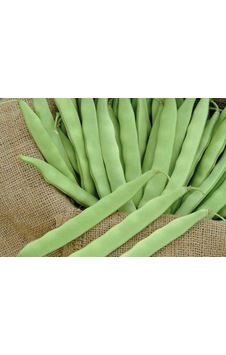 Gina GReen Line Oturak Fasulye Tohumu 500 GRam