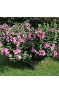 Tüplü Soğuğa Dayanıklı Hibiscus Syriacus Flogi Pembe Renk Hatmi Çiçeği Fidanı Tüplü Soğuğa Dayanıklı Hibiscus Syriacus Flogi Pembe Renk Hatmi Çiçeği Fidanı